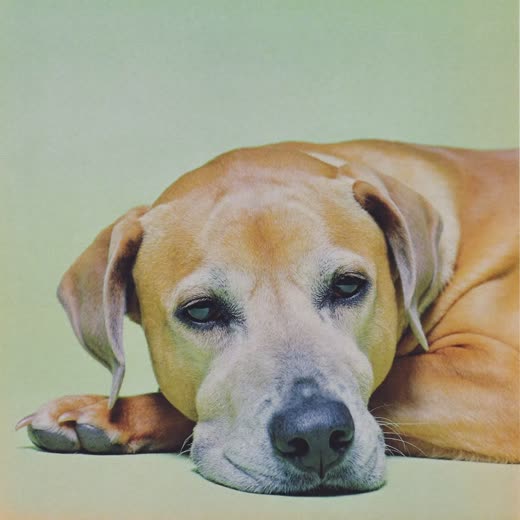 A dog asleep on its own blanket on an overnight stay